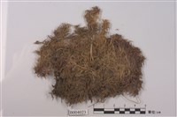 藏品(泥炭苔屬)的圖片